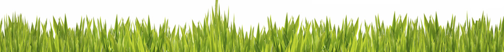 Grass